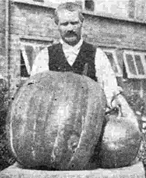 Giant pumpkin
