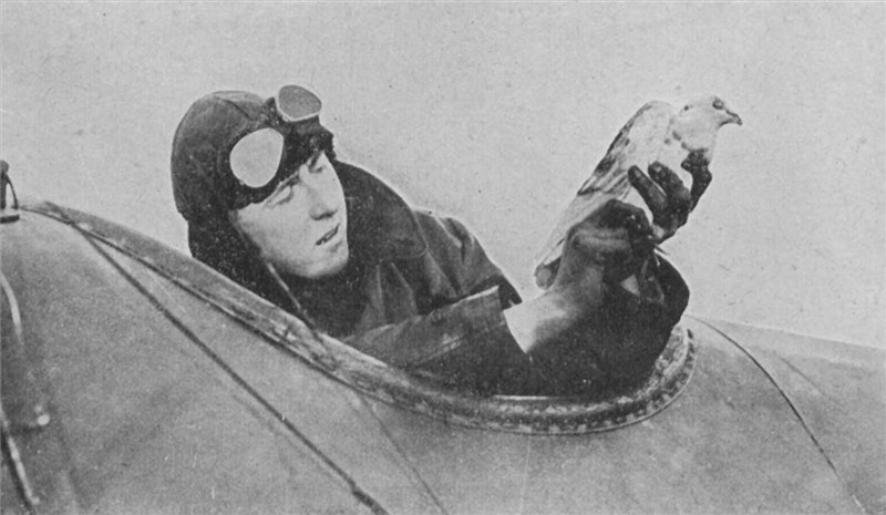 WW1 pilot releases carrier pigeon